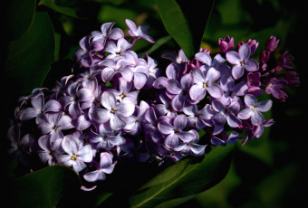 Картинка цветы сирень грозди