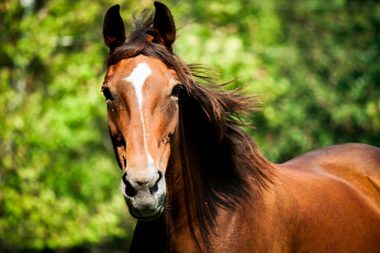 Картинка животные лошади гнедой грива