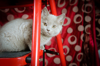 Картинка животные коты котенок