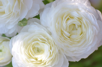 Картинка цветы ранункулюс азиатский лютик белый