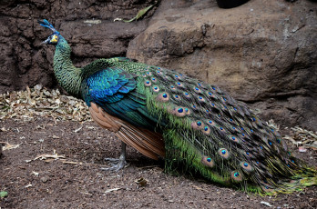 Картинка животные павлины хвост роскошный