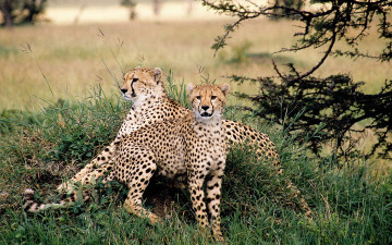 Картинка животные гепарды деревья природа трава