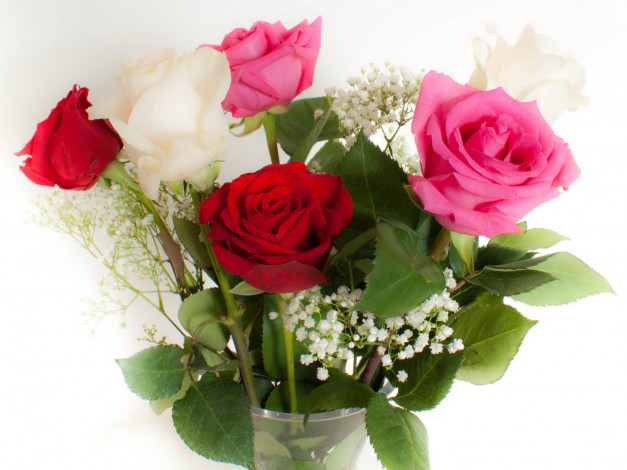 Обои картинки фото цветы, розы