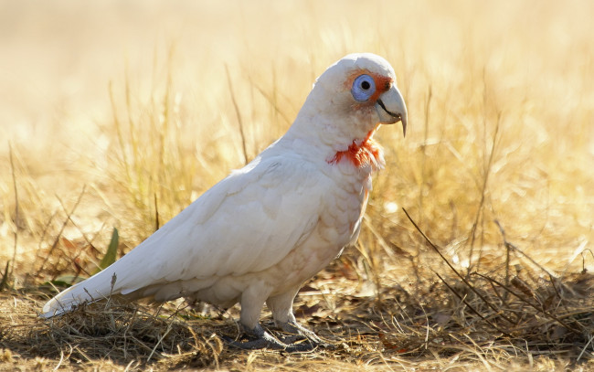 Обои картинки фото животные, попугаи, long-billed, corella, cacatua, tenuirostris