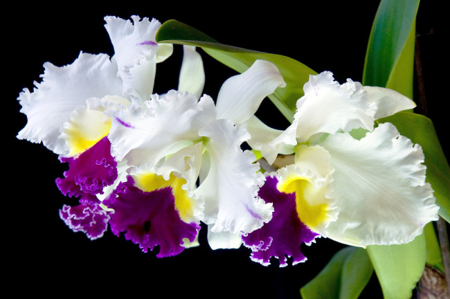 Обои картинки фото цветы, орхидеи, экзотика