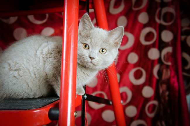 Обои картинки фото животные, коты, котенок