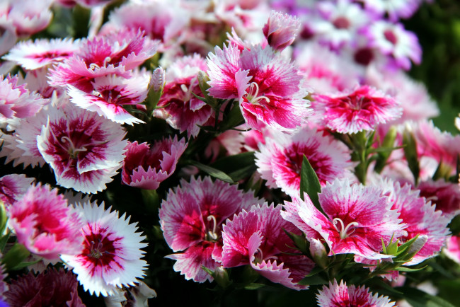 Обои картинки фото цветы, гвоздики, пестрый