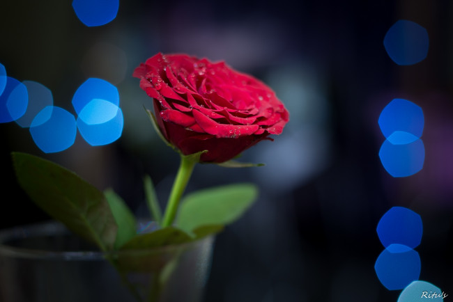 Обои картинки фото цветы, розы, красный