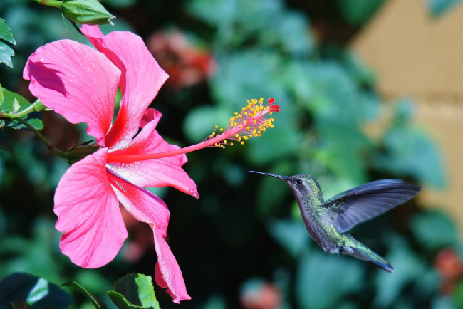 Обои картинки фото животные, колибри, гибискус, полет, кроха