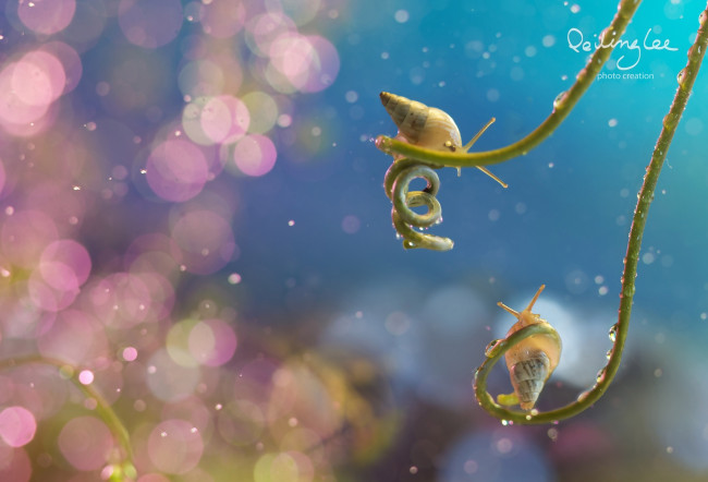 Обои картинки фото животные, улитки, малютки