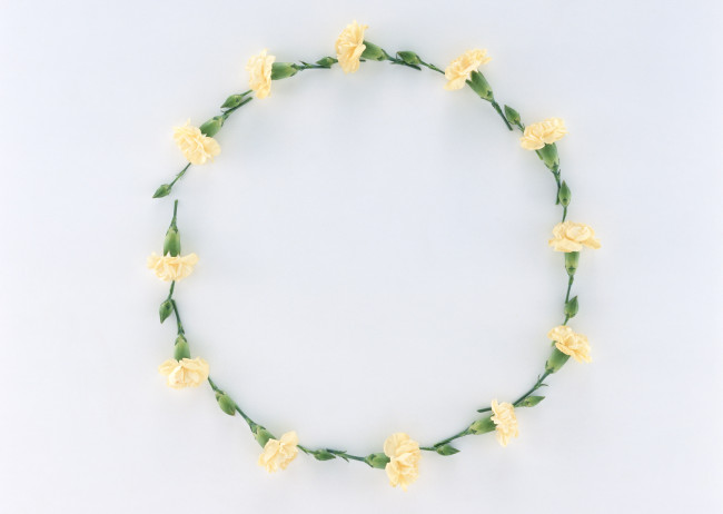 Обои картинки фото цветы, гвоздики, бутоны