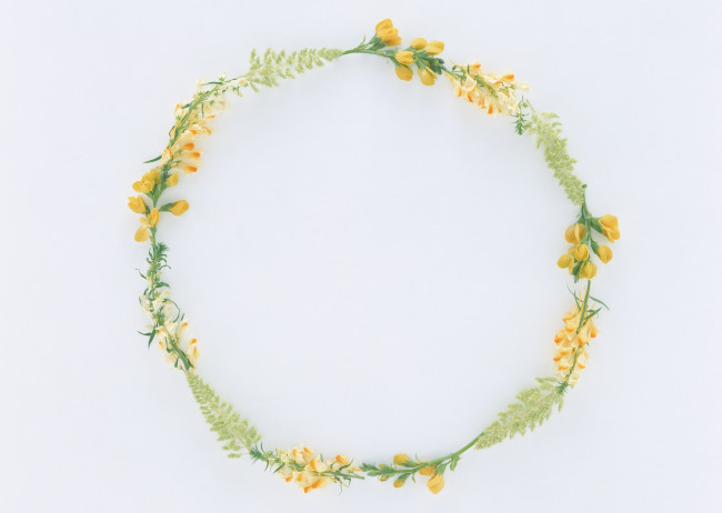 Обои картинки фото цветы, разные, вместе, бутоны