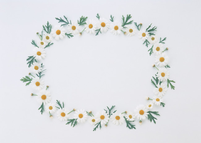 Обои картинки фото цветы, ромашки, бутоны