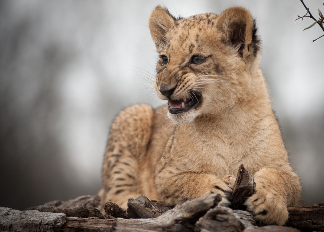 Обои картинки фото животные, львы, рык, львенок