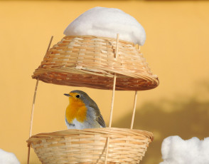 Картинка животные зарянки+ малиновки дом зимний