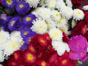 Картинка цветы астры много розовые красные фиолетовые