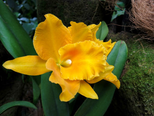 Картинка цветы орхидеи