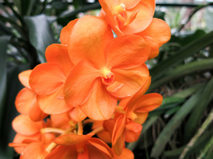 Картинка цветы орхидеи