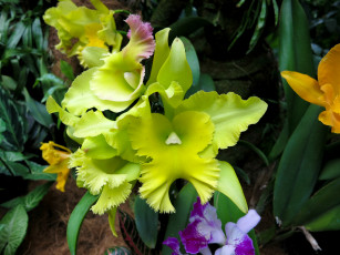 Картинка цветы орхидеи