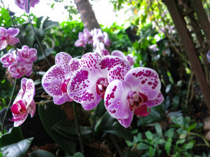 Картинка цветы орхидеи