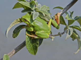 Картинка животные лягушки лягушка ветка