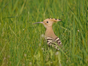 Картинка животные удоды удод