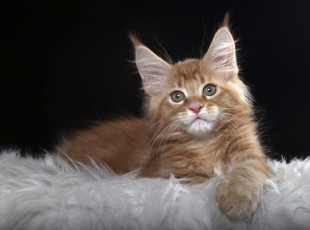 Картинка животные коты рыжий