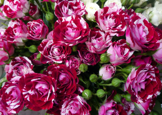 Картинка цветы розы много красные