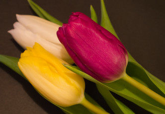 Картинка цветы тюльпаны