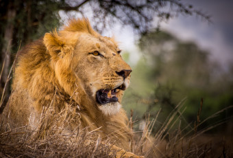 Картинка животные львы лев