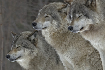 Картинка животные волки