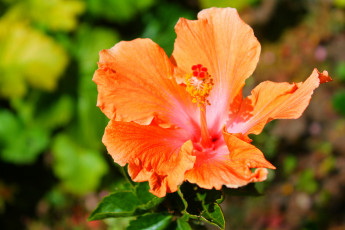 Картинка цветы гибискусы гибискус