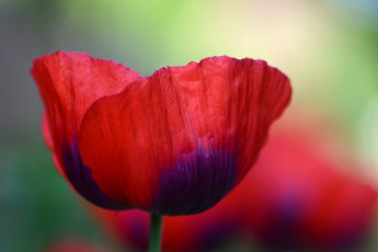 Картинка цветы маки мак фон