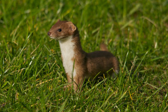 Картинка животные хорьки +ласки +соболи +горностаи +куницы луг трава горностай