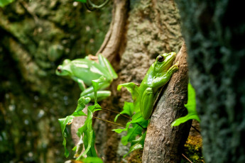 Картинка животные лягушки лягушка китайский