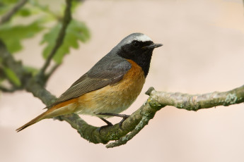 Картинка животные птицы сучок птичка