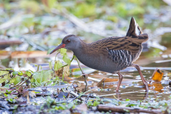 обоя животные, вальдшнепы,  кроншнепы,  бекасы, вода, трава, птичка