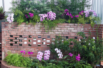 Картинка цветы орхидеи