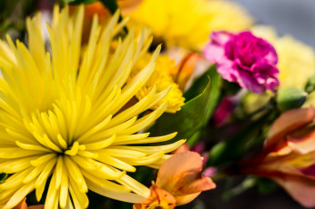 Картинка цветы разные+вместе вмести разные