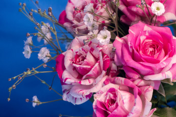 Картинка цветы розы пестрый