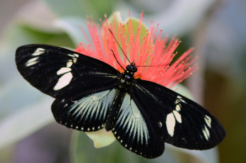 Картинка животные бабочки цветок бабочка