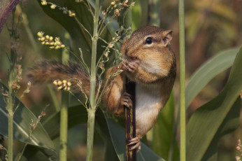 Картинка животные бурундуки бурундук