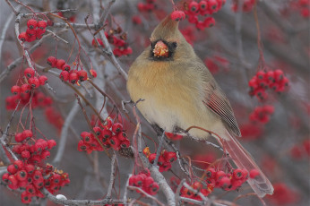 Картинка животные кардиналы птица