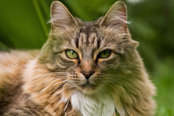 Картинка животные коты морда кошка