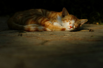 Картинка животные коты несбыточной мечты