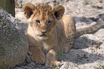 Картинка животные львы львенок
