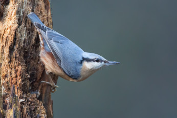 Картинка животные поползни дерево поползень