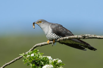 Картинка животные птицы+-+хищники сучок птичка добыча