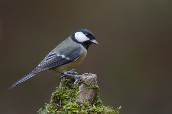 Картинка животные синицы +лазоревки сучок птичка