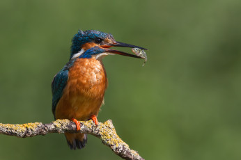 обоя животные, зимородки, сучок, птичка, добыча